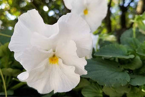 50+  White Lady Pansy Swiss Giant  Flower Seeds- White Biennial Pansy-VIOLA WITTROCKIANA- B216-White Pansy