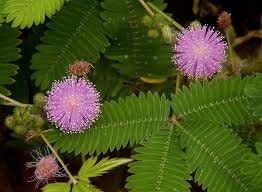 25+ Sensitive Plant Seeds- - Touch Me Not-MIMOSA PUDICA--Sleeping Grass-Prayer Plant-Humble Plant-G058