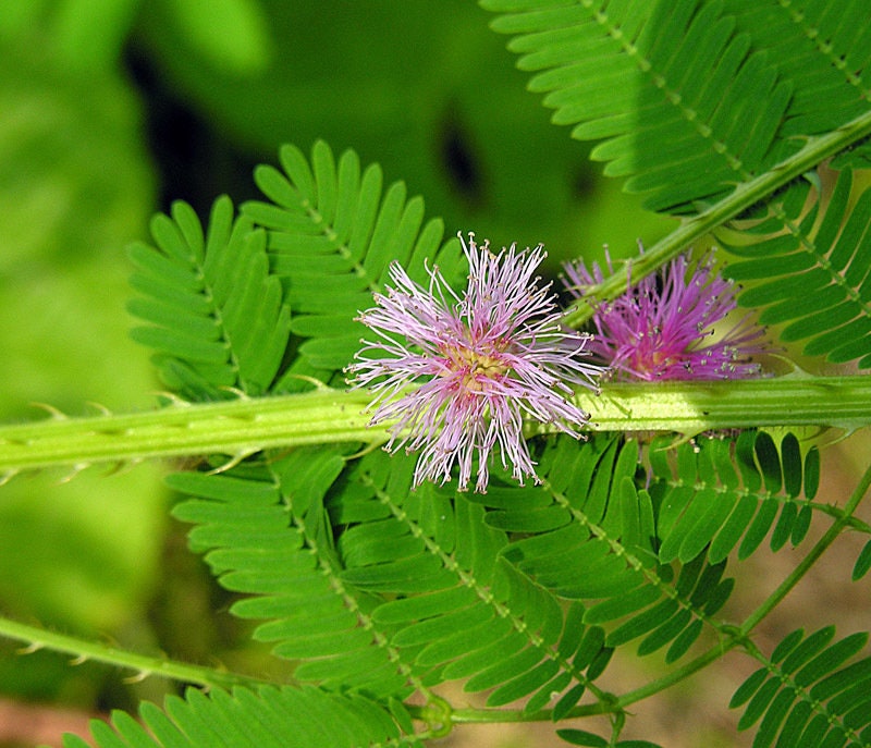 25+ Sensitive Plant Seeds- - Touch Me Not-MIMOSA PUDICA--Sleeping Grass-Prayer Plant-Humble Plant-G058