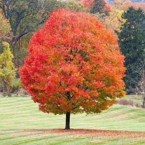 10+ Sugar Maple Tree Seeds-Acer saccharum-RocK Maple Tree-Best Loved Tree in North America!- Excellent Long Living  Decidious Tree-G060