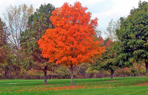 10+ Sugar Maple Tree Seeds-Acer saccharum-RocK Maple Tree-Best Loved Tree in North America!- Excellent Long Living  Decidious Tree-G060