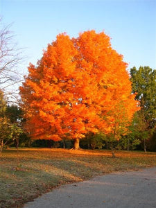 10+ Sugar Maple Tree Seeds-Acer saccharum-RocK Maple Tree-Best Loved Tree in North America!- Excellent Long Living  Decidious Tree-G060