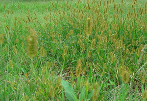 50+  Exotic Yellow Foxtail Grass Seeds-Wild Millet- Setaria Glauca- Golden Foxtail-G061-Annual Summer Plant