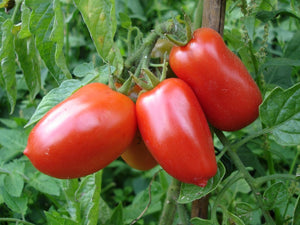 50+ Seeds-Organic Roma Tomato -Non GMO- SOLANUM LYCOPERSICUM-A025