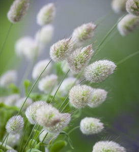 100+ Bunny Tail Ornamental Grass Seeds-Exotic Annual Grass- Lagurus Ovatus-B224