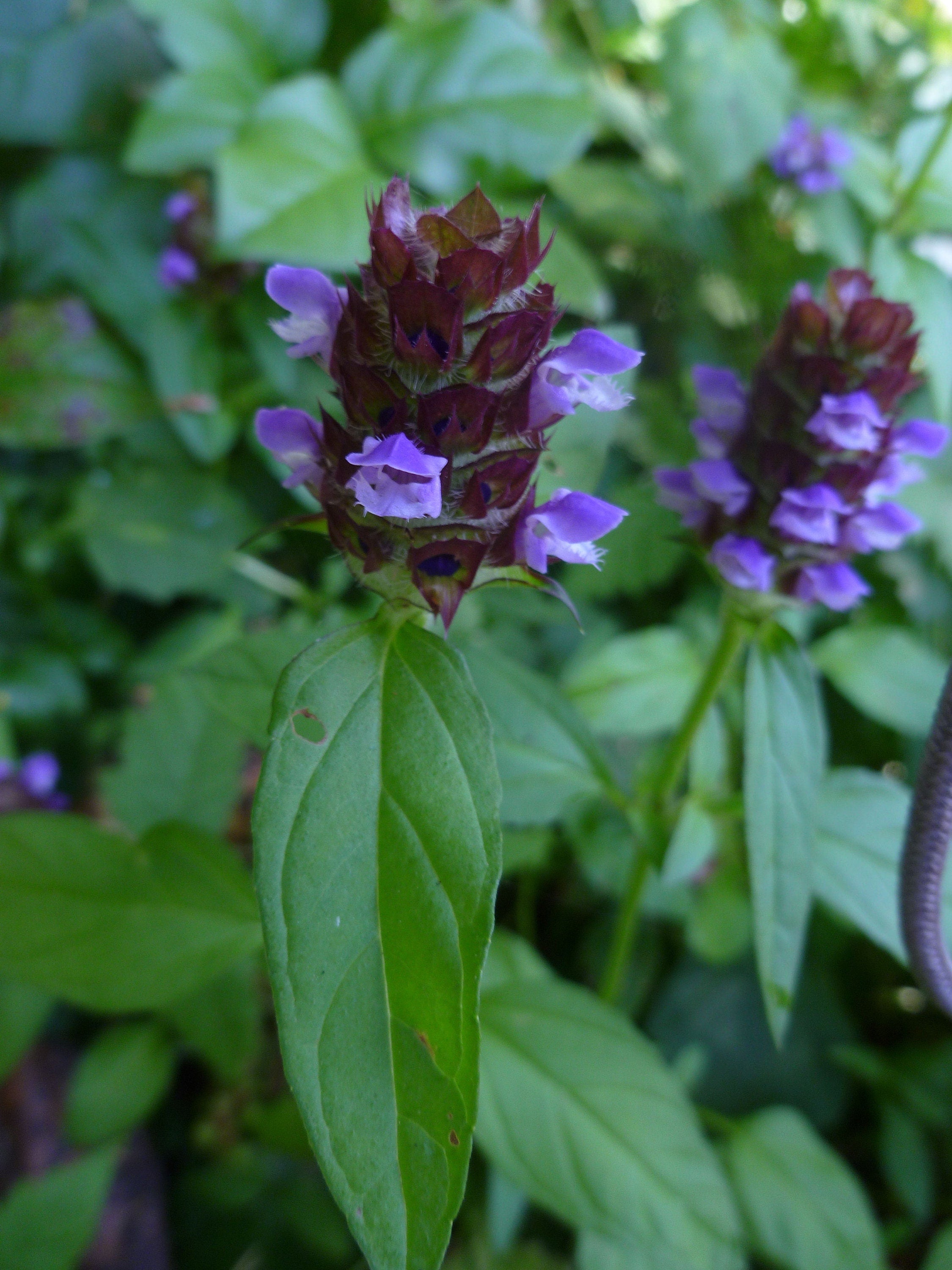 200+ Organic Self Heal Prunella Seeds- G063-Heal All Plant/Beautiful and Medicinal Plant./ Highly Useful