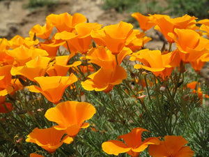 100+  California Orange Poppy  Seeds-B225-ESCHSCHOLZIA CALIFORNICA-Beautiful Bright Orange Annual