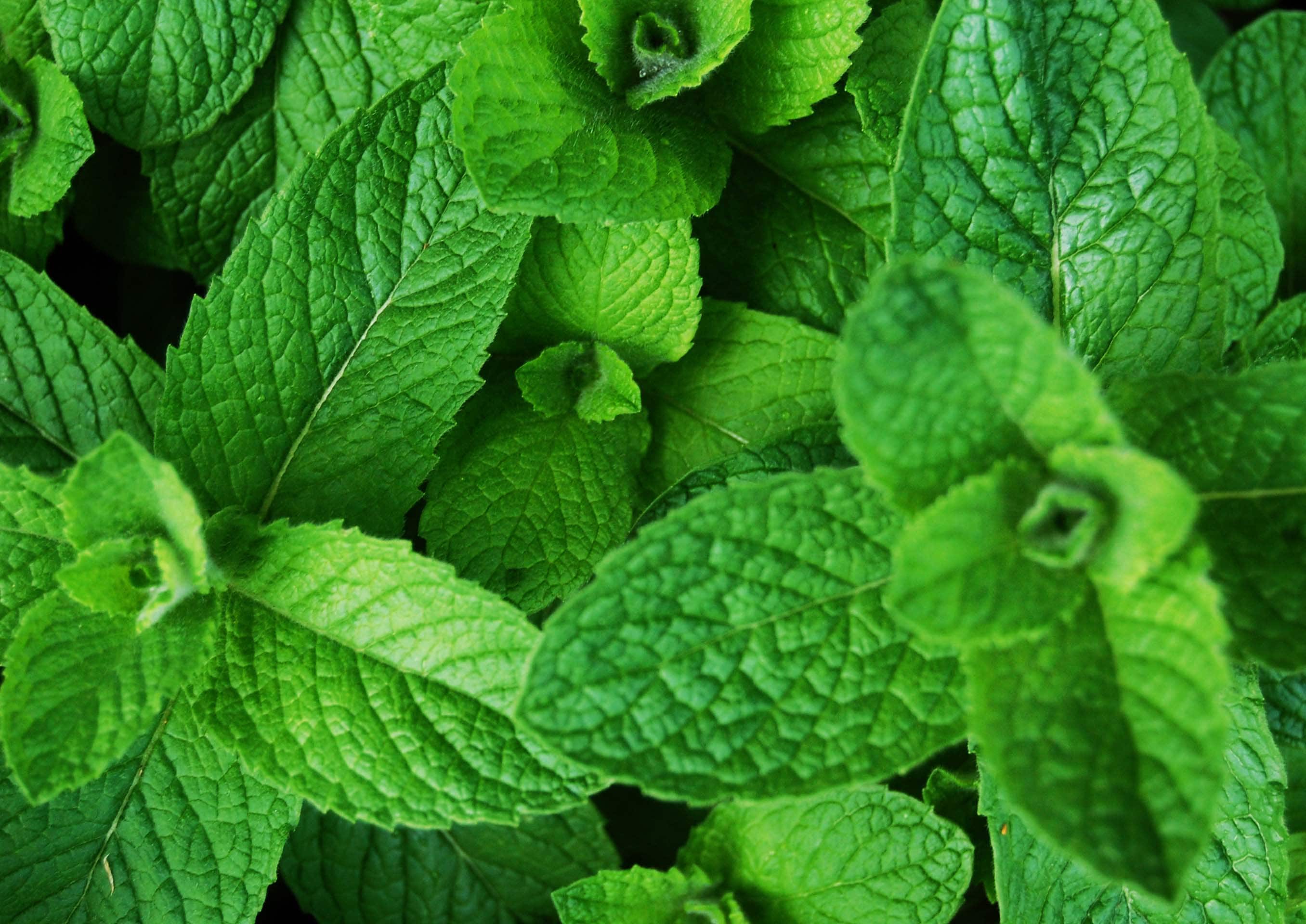 100+ Organic Spearmint Herb Seeds-MENTHA SPICATA-With Hot, Rich, Mint Sweet Aroma-Greatly Medicinal-G020-Open Pollinated Seeds/Easy to grow.