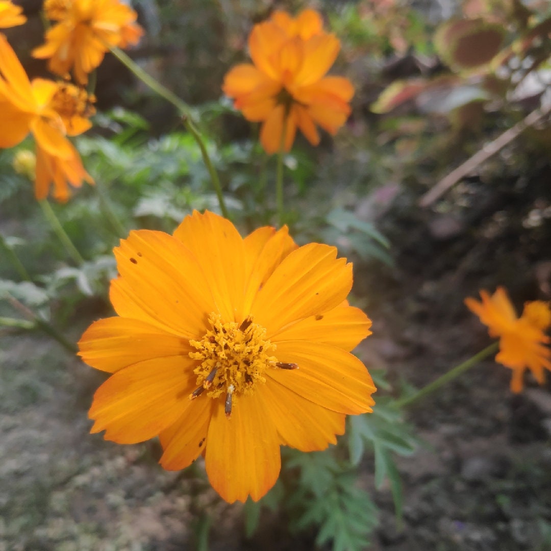 100+ Cosmos Bright Lights  Seeds-- Sulphureus Cosmos Orange-Klondike Cosmos-B227-Beautiful and Easy to grow butterfly attracting Annual