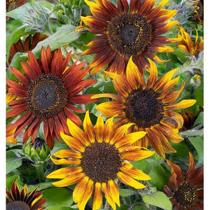 50+  Mix Autumn Beauty Sunflower Seeds-B230- Attractive to Pollinators-Helianthus annuus-Colorful Annual Sunflower