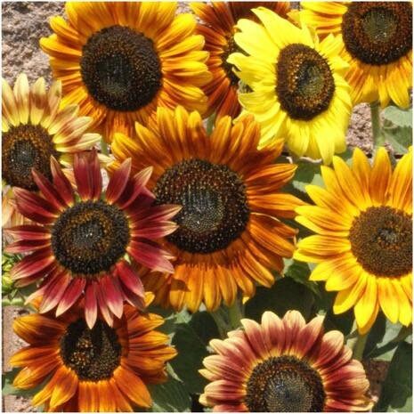 50+  Mix Autumn Beauty Sunflower Seeds-B230- Attractive to Pollinators-Helianthus annuus-Colorful Annual Sunflower