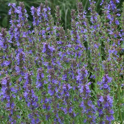 50+ Hyssop Plant Seeds- Hyssopus Officinalis- Strong-Flavoured Aromatic Beneficial Perennial Herb Seeds-G052