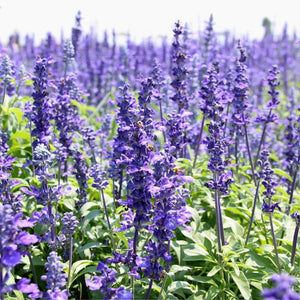 50+ Hyssop Plant Seeds- Hyssopus Officinalis- Strong-Flavoured Aromatic Beneficial Perennial Herb Seeds-G052