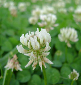 3000+  Organic White Clover Seeds-TRIFOLIUM REPENS-Perennial Ground cover for Erosion Control,Soil enhancement, Destroys Weeds-B234