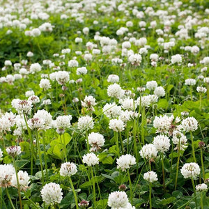 1000+  Organic White Clover Seeds-TRIFOLIUM REPENS-Perennial Ground cover for Erosion Control,Soil enhancement, Destroys Weeds-B233