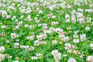 3000+  Organic White Clover Seeds-TRIFOLIUM REPENS-Perennial Ground cover for Erosion Control,Soil enhancement, Destroys Weeds-B234