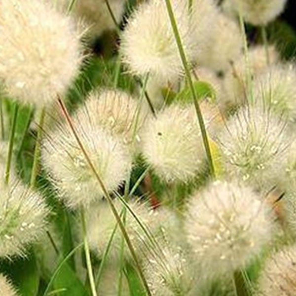 100+ Bunny Tail Ornamental Grass Seeds-Exotic Annual Grass- Lagurus Ovatus-B224