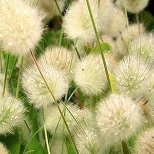 100+ Bunny Tail Ornamental Grass Seeds-Exotic Annual Grass- Lagurus Ovatus-B224