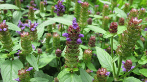 200+ Organic Self Heal Prunella Seeds- G063-Heal All Plant/Beautiful and Medicinal Plant./ Highly Useful