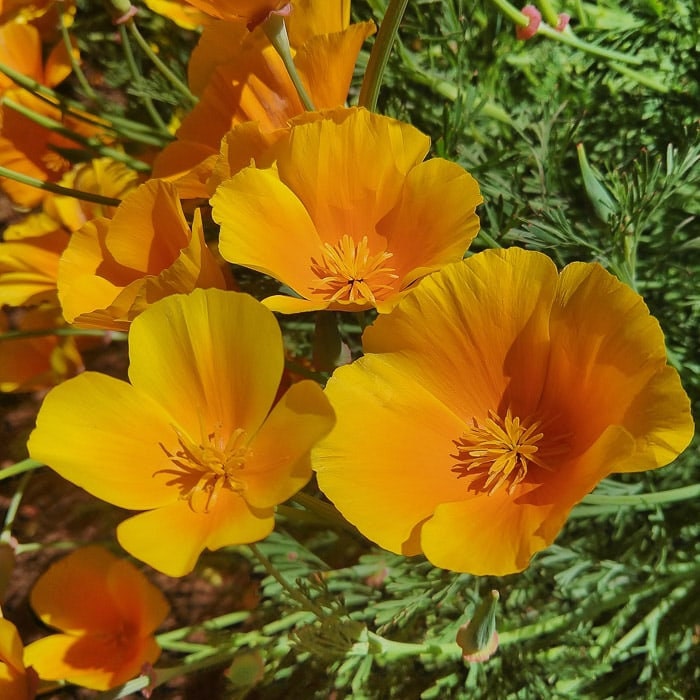 100+  California Orange Poppy  Seeds-B225-ESCHSCHOLZIA CALIFORNICA-Beautiful Bright Orange Annual