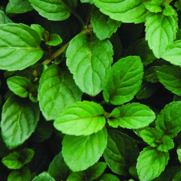 200+ Organic Peppermint Herb Seeds- MENTHA PIPERATA- With Hot, Rich, Mint Sweet Aroma-Greatly Medicinal-G064