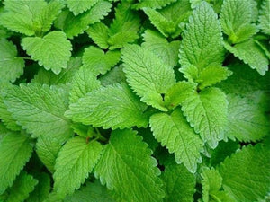 200+  Organic Lemon Balm Herb Seeds-MELISSA OFFICINALIS-G065-Bee and Hummingbird attracting Medicinal Perennial Herb