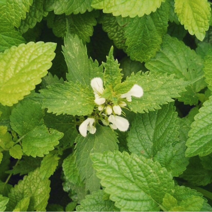 200+  Organic Lemon Balm Herb Seeds-MELISSA OFFICINALIS-G065-Bee and Hummingbird attracting Medicinal Perennial Herb