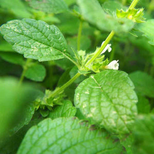 200+  Organic Lemon Balm Herb Seeds-MELISSA OFFICINALIS-G065-Bee and Hummingbird attracting Medicinal Perennial Herb