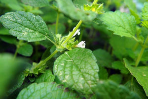 200+  Organic Lemon Balm Herb Seeds-MELISSA OFFICINALIS-G065-Bee and Hummingbird attracting Medicinal Perennial Herb