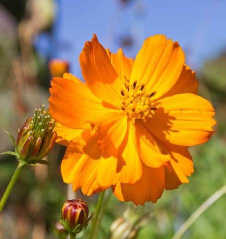 100+ Cosmos Bright Lights  Seeds-- Sulphureus Cosmos Orange-Klondike Cosmos-B227-Beautiful and Easy to grow butterfly attracting Annual