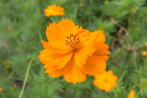 100+ Cosmos Bright Lights  Seeds-- Sulphureus Cosmos Orange-Klondike Cosmos-B227-Beautiful and Easy to grow butterfly attracting Annual