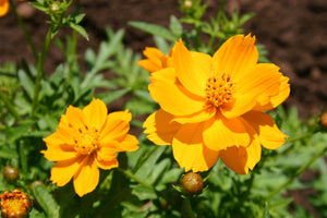 100+ Cosmos Bright Lights  Seeds-- Sulphureus Cosmos Orange-Klondike Cosmos-B227-Beautiful and Easy to grow butterfly attracting Annual