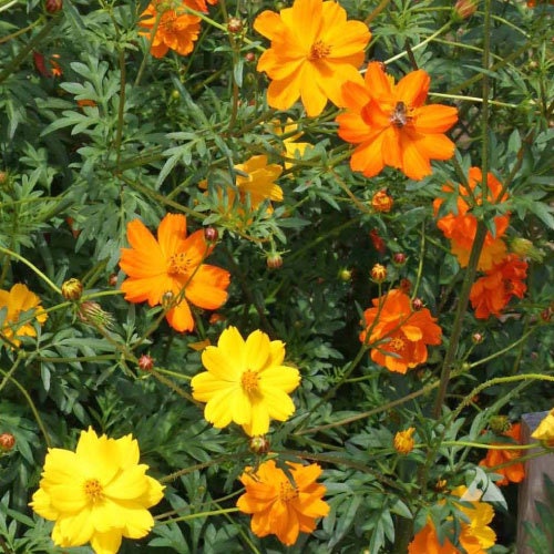 100+ Cosmos Bright Lights  Seeds-- Sulphureus Cosmos Orange-Klondike Cosmos-B227-Beautiful and Easy to grow butterfly attracting Annual