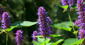 100+ Licorice Mint Herb Seeds- Anise Hyssop-Agastache foeniculum-G067- Bee attracting medicinal Perennial Herb