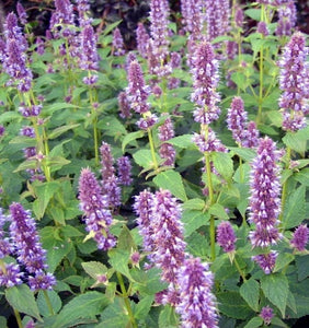 100+ Licorice Mint Herb Seeds- Anise Hyssop-Agastache foeniculum-G067- Bee attracting medicinal Perennial Herb