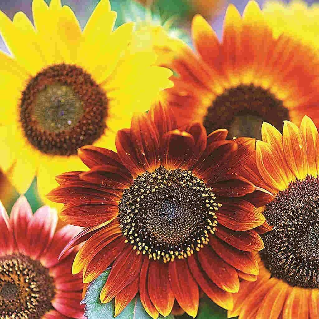 50+  Mix Autumn Beauty Sunflower Seeds-B230- Attractive to Pollinators-Helianthus annuus-Colorful Annual Sunflower