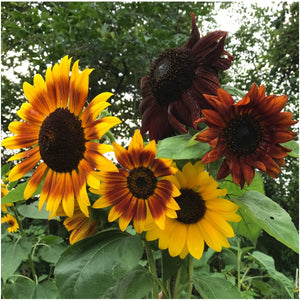 50+  Mix Autumn Beauty Sunflower Seeds-B230- Attractive to Pollinators-Helianthus annuus-Colorful Annual Sunflower