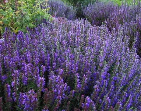 50+ Hyssop Plant Seeds- Hyssopus Officinalis- Strong-Flavoured Aromatic Beneficial Perennial Herb Seeds-G052