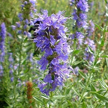 50+ Hyssop Plant Seeds- Hyssopus Officinalis- Strong-Flavoured Aromatic Beneficial Perennial Herb Seeds-G052