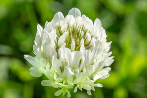 1000+  Organic White Clover Seeds-TRIFOLIUM REPENS-Perennial Ground cover for Erosion Control,Soil enhancement, Destroys Weeds-B233