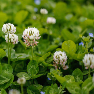 3000+  Organic White Clover Seeds-TRIFOLIUM REPENS-Perennial Ground cover for Erosion Control,Soil enhancement, Destroys Weeds-B234