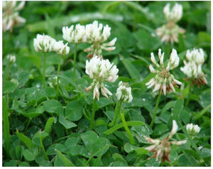 1000+  Organic White Clover Seeds-TRIFOLIUM REPENS-Perennial Ground cover for Erosion Control,Soil enhancement, Destroys Weeds-B233