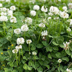 1000+  Organic White Clover Seeds-TRIFOLIUM REPENS-Perennial Ground cover for Erosion Control,Soil enhancement, Destroys Weeds-B233