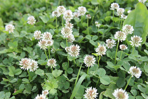 3000+  Organic White Clover Seeds-TRIFOLIUM REPENS-Perennial Ground cover for Erosion Control,Soil enhancement, Destroys Weeds-B234