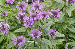 100+ Wild Bergamot Wildflower Seeds- Bee Balm Seeds- MONARDA Fistulosa--G043