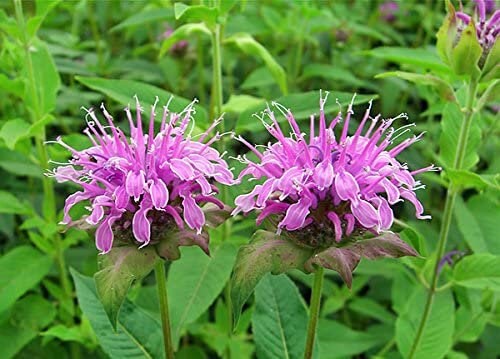 100+ Wild Bergamot Wildflower Seeds- Bee Balm Seeds- MONARDA Fistulosa--G043