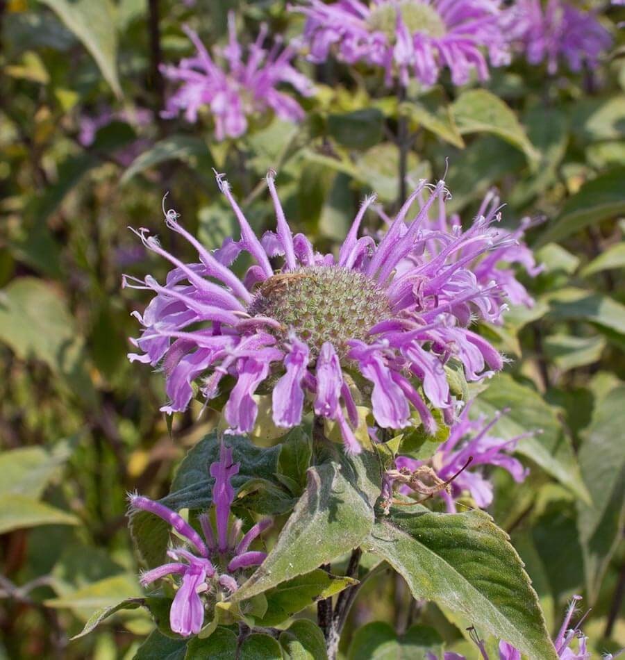 100+ Wild Bergamot Wildflower Seeds- Bee Balm Seeds- MONARDA Fistulosa--G043