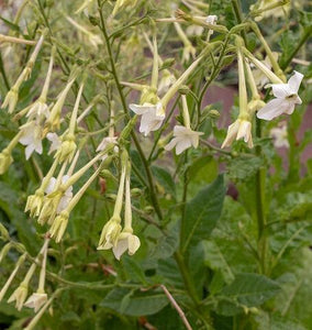 500+ Nicotiana Tobacco Seeds-- Flowering Jasmine  Tobacco--NICOTIANA ALATA-Perfect Fragrance-Great Annual-B632
