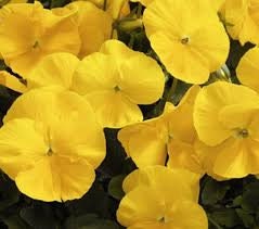 30+ Pansy Swiss Giant  Golden Yellow Flower Seeds- VIOLA WITTROCKIANA- Beautiful Pansy-B209