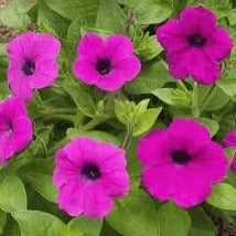 50+ Wild Violet Petunia Flower Seeds-- Shanin Petunia-B222- Trumpet shaped Flower-Petunia Intergrifolia-PETUNIA VIOLACEAE